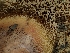 ( - HAY-F-003641)  @11 [ ] by-nc (2023) Sadie Hickey Fungal Diversity Survey
