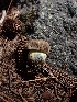  ( - HAY-F-003641)  @11 [ ] by-nc (2023) Sadie Hickey Fungal Diversity Survey