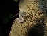 ( - HAY-F-003641)  @11 [ ] by-nc (2023) Sadie Hickey Fungal Diversity Survey