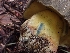  ( - HAY-F-005134)  @11 [ ] by-nc (2023) Sadie Hickey Fungal Diversity Survey