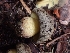  ( - HAY-F-005134)  @11 [ ] by-nc (2023) Sadie Hickey Fungal Diversity Survey