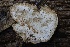  ( - HAY-F-004697)  @11 [ ] by-nc (2023) Taye Bright Fungal Diversity Survey