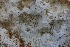  ( - HAY-F-004697)  @11 [ ] by-nc (2023) Taye Bright Fungal Diversity Survey
