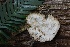  ( - HAY-F-004697)  @11 [ ] by-nc (2023) Taye Bright Fungal Diversity Survey