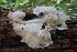  ( - HAY-F-004686)  @11 [ ] by-nc (2023) Taye Bright Fungal Diversity Survey