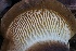  ( - HAY-F-004707)  @11 [ ] by-nc (2023) Taye Bright Fungal Diversity Survey