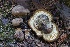  ( - HAY-F-004707)  @11 [ ] by-nc (2023) Taye Bright Fungal Diversity Survey