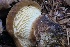  ( - HAY-F-004707)  @11 [ ] by-nc (2023) Taye Bright Fungal Diversity Survey