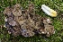  ( - HAY-F-004714)  @11 [ ] by-nc (2023) Taye Bright Fungal Diversity Survey