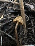  ( - HAY-F-005602)  @11 [ ] c (2023) Rudy Diaz Fungal Diversity Survey