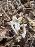  ( - HAY-F-005728)  @11 [ ] c (2023) Rudy Diaz Fungal Diversity Survey