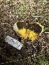  ( - HAY-F-005611)  @11 [ ] c (2023) Rudy Diaz Fungal Diversity Survey