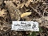  ( - HAY-F-005729)  @11 [ ] c (2023) Rudy Diaz Fungal Diversity Survey