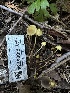  ( - HAY-F-005734)  @11 [ ] c (2023) Rudy Diaz Fungal Diversity Survey