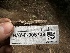  ( - HAY-F-005738)  @11 [ ] c (2023) Rudy Diaz Fungal Diversity Survey