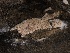  (Hyphoderma sp. 2 LR-2015 - HAY-F-006711)  @11 [ ] by-nc (2023) Dean Lyons Fungal Diversity Survey