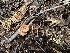  ( - HAY-F-005742)  @11 [ ] c (2023) Rudy Diaz Fungal Diversity Survey