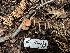  ( - HAY-F-005742)  @11 [ ] c (2023) Rudy Diaz Fungal Diversity Survey