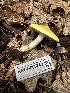  ( - HAY-F-005743)  @11 [ ] c (2023) Rudy Diaz Fungal Diversity Survey