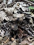  (Panaeolus sp. CA01 - HAY-F-005754)  @11 [ ] c (2023) Rudy Diaz Fungal Diversity Survey