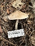  ( - HAY-F-005746)  @11 [ ] c (2023) Rudy Diaz Fungal Diversity Survey