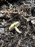  ( - HAY-F-005749)  @11 [ ] c (2023) Rudy Diaz Fungal Diversity Survey