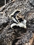  ( - HAY-F-005752)  @11 [ ] c (2023) Rudy Diaz Fungal Diversity Survey