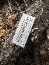  ( - HAY-F-005752)  @11 [ ] c (2023) Rudy Diaz Fungal Diversity Survey