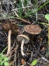  ( - HAY-F-006728)  @11 [ ] by-nc (2023) Dean Lyons Fungal Diversity Survey