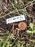  ( - HAY-F-006728)  @11 [ ] by-nc (2023) Dean Lyons Fungal Diversity Survey