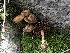  ( - HAY-F-006714)  @11 [ ] by-nc (2023) Dean Lyons Fungal Diversity Survey