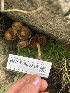  ( - HAY-F-006714)  @11 [ ] by-nc (2023) Dean Lyons Fungal Diversity Survey