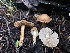  ( - HAY-F-006727)  @11 [ ] by-nc (2023) Dean Lyons Fungal Diversity Survey