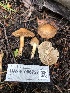  ( - HAY-F-006727)  @11 [ ] by-nc (2023) Dean Lyons Fungal Diversity Survey