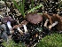  ( - HAY-F-006726)  @11 [ ] by-nc (2023) Dean Lyons Fungal Diversity Survey