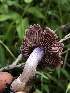  ( - HAY-F-006726)  @11 [ ] by-nc (2023) Dean Lyons Fungal Diversity Survey