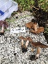  ( - HAY-F-006726)  @11 [ ] by-nc (2023) Dean Lyons Fungal Diversity Survey