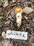  ( - HAY-F-006718)  @11 [ ] by-nc (2023) Dean Lyons Fungal Diversity Survey