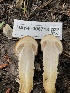  ( - HAY-F-006718)  @11 [ ] by-nc (2023) Dean Lyons Fungal Diversity Survey