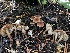  ( - HAY-F-006720)  @11 [ ] by-nc (2023) Dean Lyons Fungal Diversity Survey