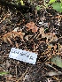  ( - HAY-F-006720)  @11 [ ] by-nc (2023) Dean Lyons Fungal Diversity Survey