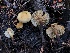 (Flammulina rossica - HAY-F-006686)  @11 [ ] by-nc (2023) Dean Lyons Fungal Diversity Survey