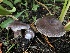  ( - HAY-F-006687)  @11 [ ] by-nc (2023) Dean Lyons Fungal Diversity Survey