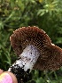  ( - HAY-F-006687)  @11 [ ] by-nc (2023) Dean Lyons Fungal Diversity Survey