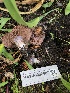  ( - HAY-F-006687)  @11 [ ] by-nc (2023) Dean Lyons Fungal Diversity Survey
