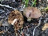  ( - HAY-F-006721)  @11 [ ] by-nc (2023) Dean Lyons Fungal Diversity Survey