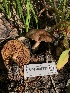  ( - HAY-F-006721)  @11 [ ] by-nc (2023) Dean Lyons Fungal Diversity Survey