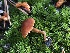  (Rhodophana - HAY-F-006681)  @11 [ ] by-nc (2023) Dean Lyons Fungal Diversity Survey