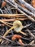  ( - HAY-F-006677)  @11 [ ] by-nc (2023) Dean Lyons Fungal Diversity Survey