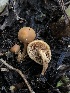  ( - HAY-F-006667)  @11 [ ] by-nc (2023) Dean Lyons Fungal Diversity Survey